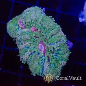 Strawberry Florida Mushroom