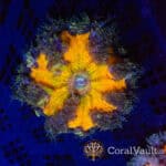 Honey Core Rockflower