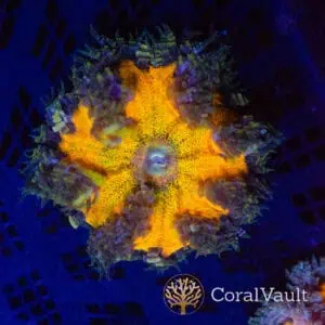 Honey Core Rockflower