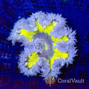 Ultra Lemon Rockflower