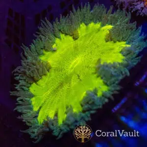 Neon Rockflower Anemone