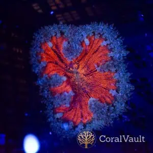 Spiderman Rockflower Anemone