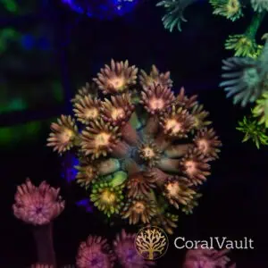 Peach Dream Goniopora