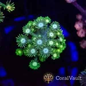 Blue Diamond Goniopora