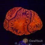 Deadpool Blastomussa