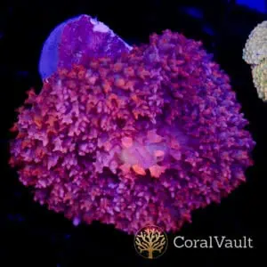 Purple St. Thomas Mushroom