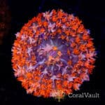 White Blossom St. Thomas Mushroom