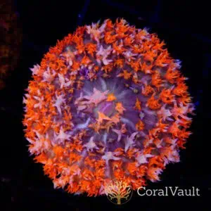 White Blossom St. Thomas Mushroom