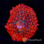 Cherry St. Thomas Mushroom