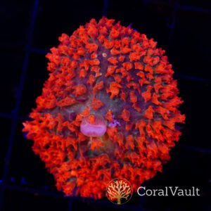 Cherry St. Thomas Mushroom