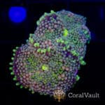 Sweetshop Florida Ricordea