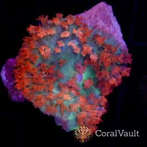 Tangerine St. Thomas Mushroom