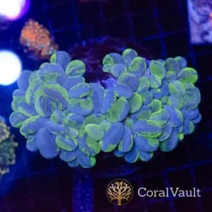 Green Marble Bubble Coral