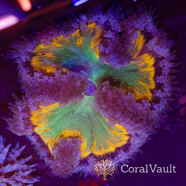 Acid Wash Rockflower