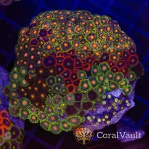 Squash Zoanthids Colony