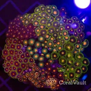Red & Green Zoanthid Colony