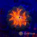 Pumpkin Orange Rockflower Anemone