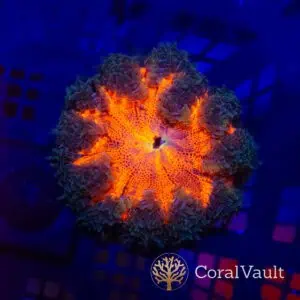 Pumpkin Orange Rockflower Anemone