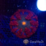 Orange Eye Rockflower Anemone