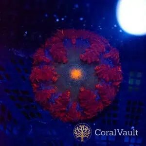 Orange Eye Rockflower Anemone