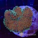 Teal Florida Ricordea