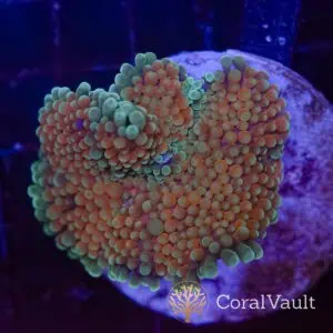 Teal Florida Ricordea