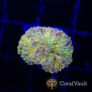 Rainbow Shimmer Yuma