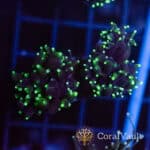 Dragon Soul Double Head