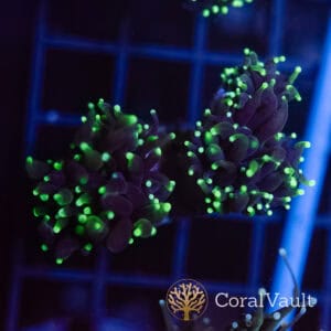 Dragon Soul Double Head