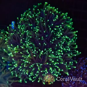 Dragon Soul Colony - 12 Heads