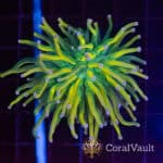 Purple Tip Holy Grail Torch