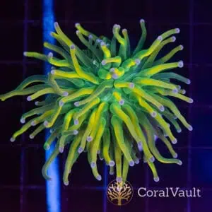 Purple Tip Holy Grail Torch