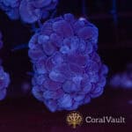 Pearl Branching Bubble Coral