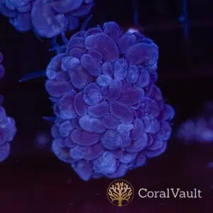 Pearl Branching Bubble Coral
