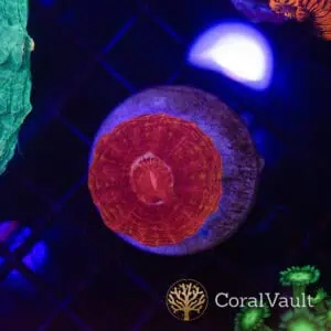 Mini Superman Cynarina