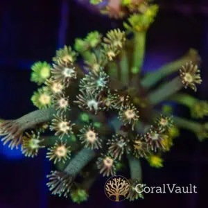 Rainbow Mix Goniopora