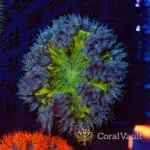 Lemon Speckle Rockflower Anemone