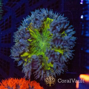 Lemon Speckle Rockflower Anemone