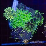 Dark Indigo Torch Garden