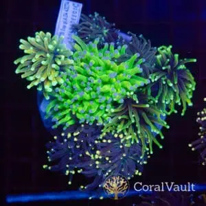 Dark Indigo Torch Garden