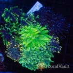 Black Pearl Torch Garden