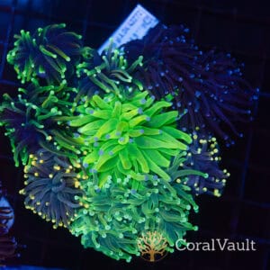 Black Pearl Torch Garden