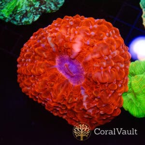 XL Red Stripe Indophyllia