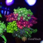 Mix Goniopora Garden
