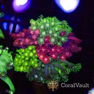 Mix Goniopora Garden