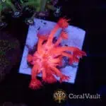 Blue Lash Pink Goniopora