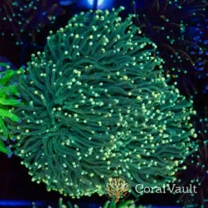 Retro Torch Coral Colony