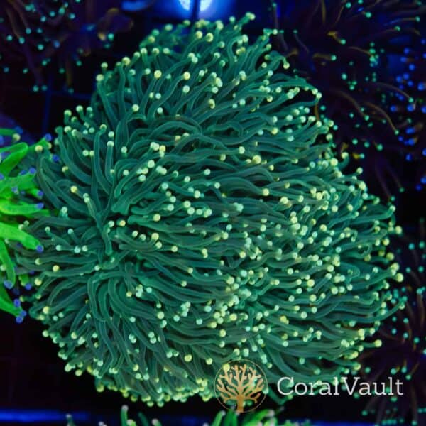 DSC_0247 Retro Torch Coral Colony