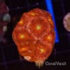 Bullseye Acan Mini Colony