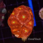 Bullseye Acan Mini Colony